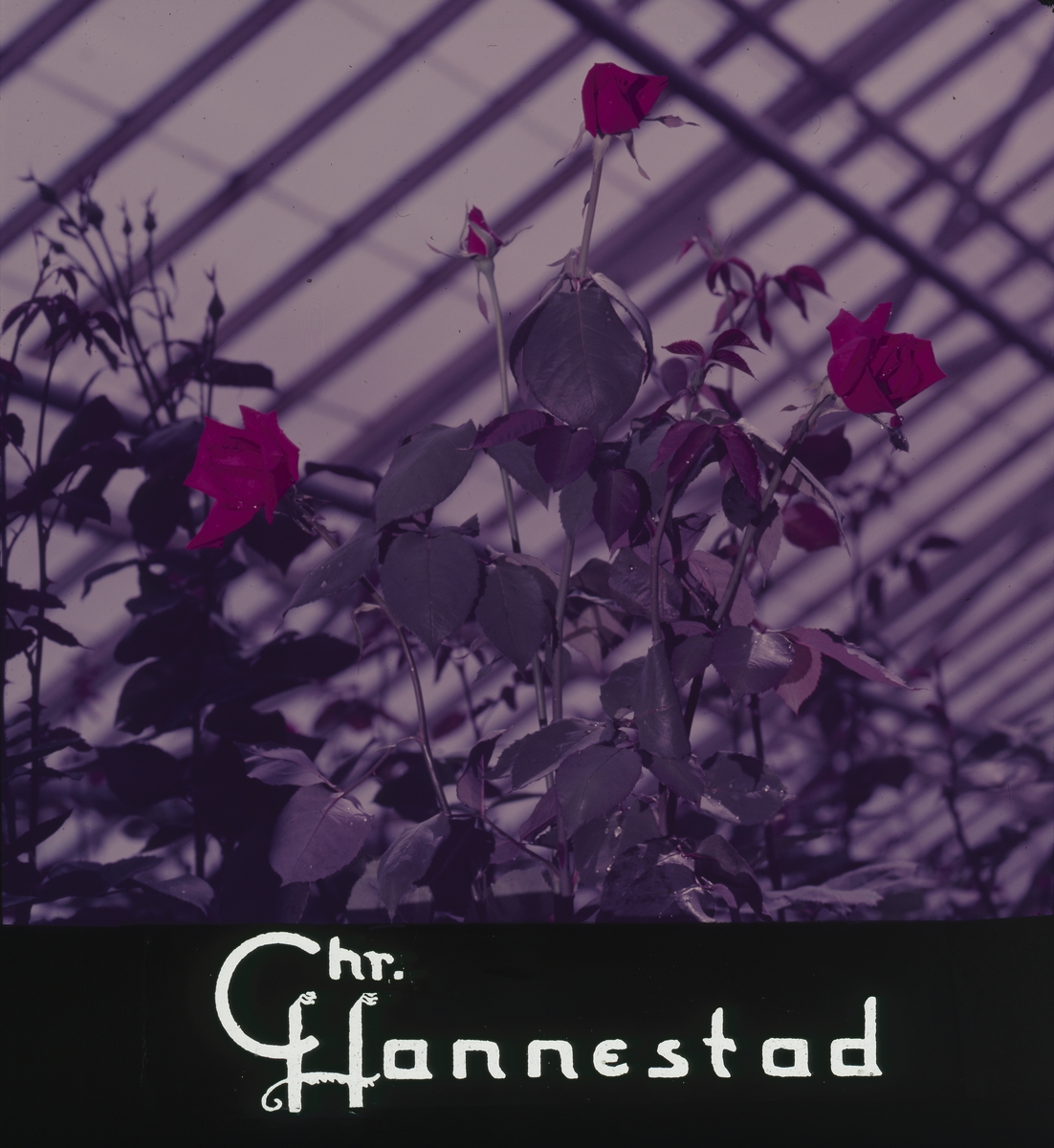 Røde roser i drivhus og Chr. Hannestad sin logo. Kinoreklame fra 1950-1960-årene
