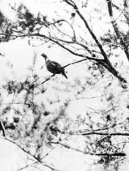 USA. Nord-Dakota?  Fugl i tre.