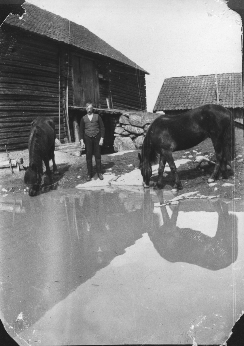 Mann stående mellom to drikkende hester, foran tømmerlåve.