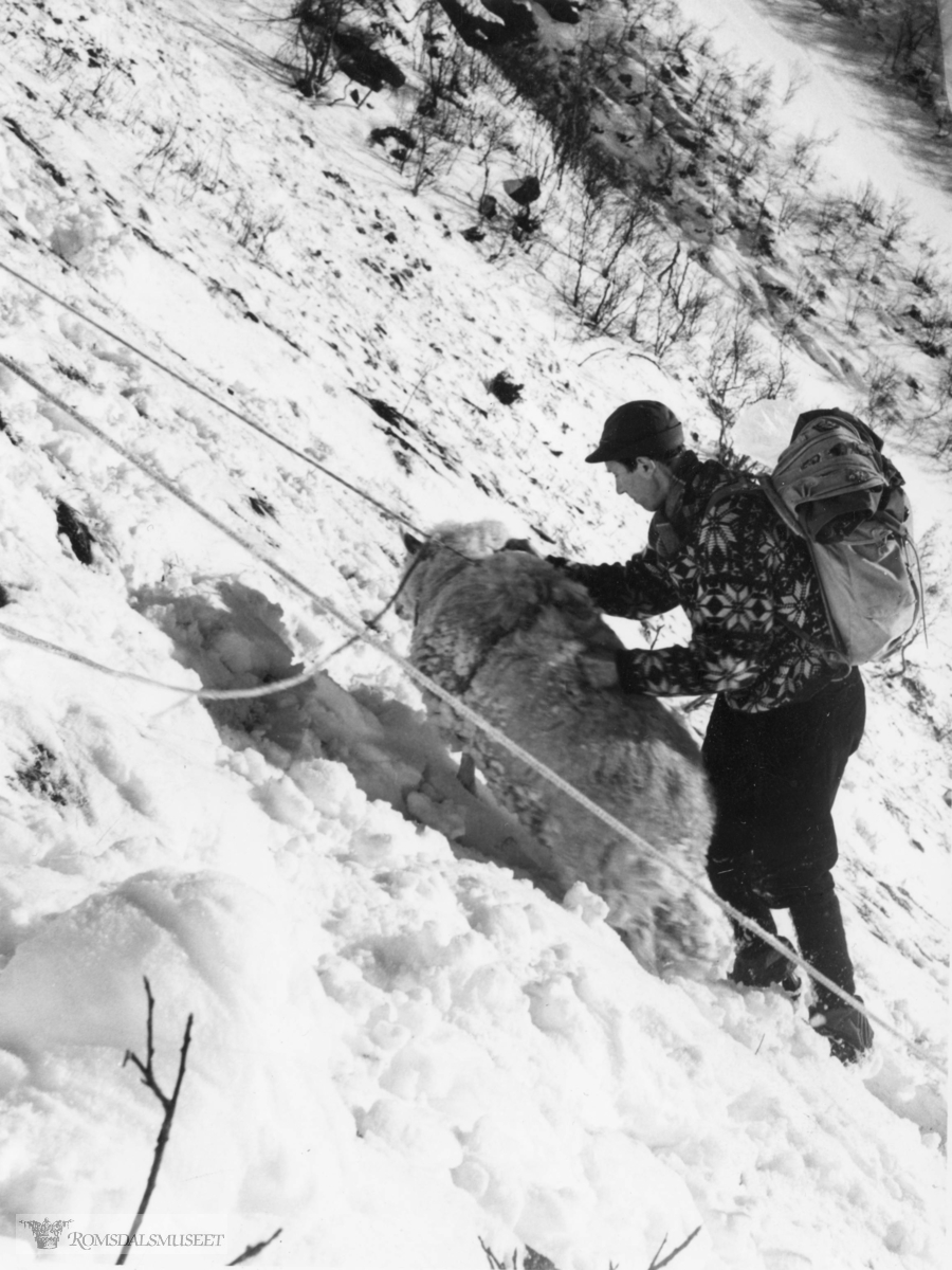 Saueberging i Vistdal februar 1966.