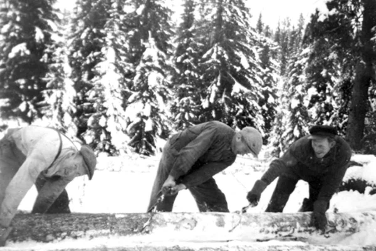 Skogsarbeidere drar tømmer. Fra venstre er Magne Solheim, Alf Nordengen, Ole Røset, vinter ved Geitryggen, Furnes Almenning.