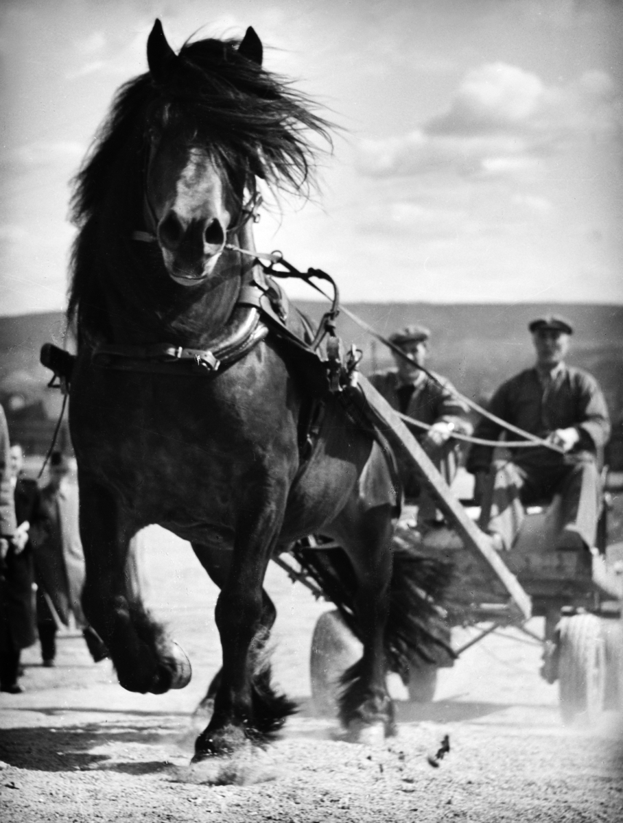 Travløp. Denne hesten vant 1. premie på Bjerke travbane i 1957. På trekkvogna sitter Odvin Bratberg (1896-1979) og sønnen Kåre Bratberg, Bratberg, Ringsaker.