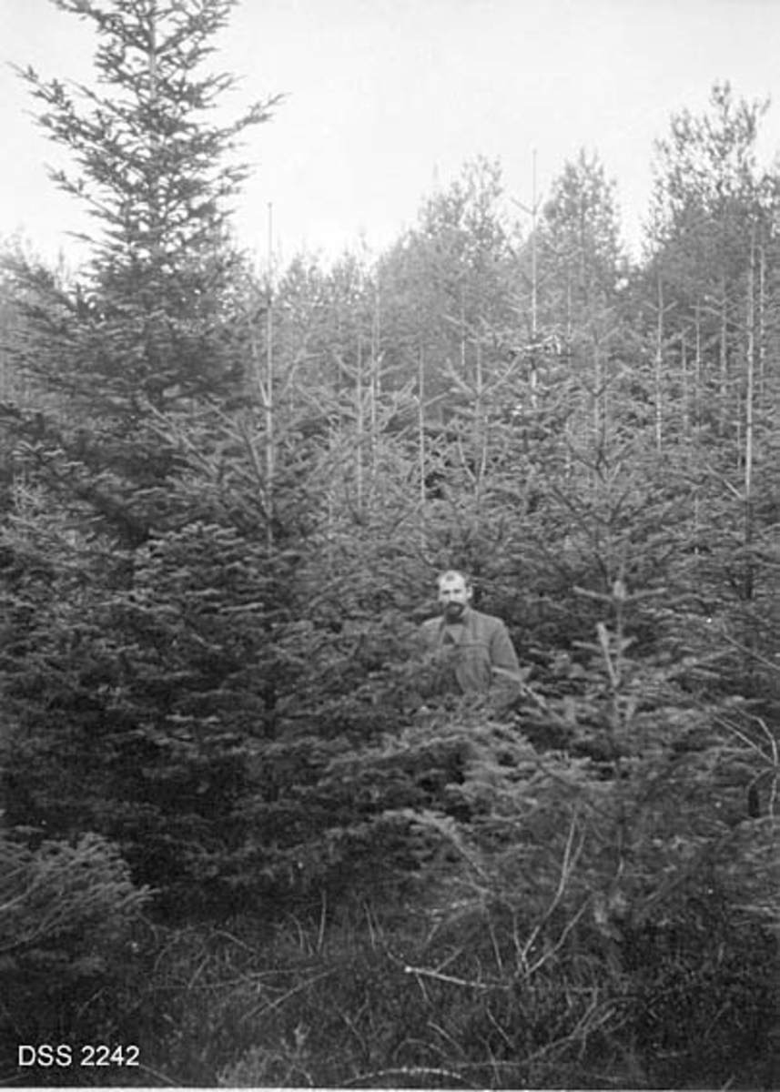 Edelgranbestand. Unge trær av noe varierende størrelse. En mann med skjegg står i bestandet.  Dimensjonene framgår av kartotekkort, se rubrikk for påskrift/signatur