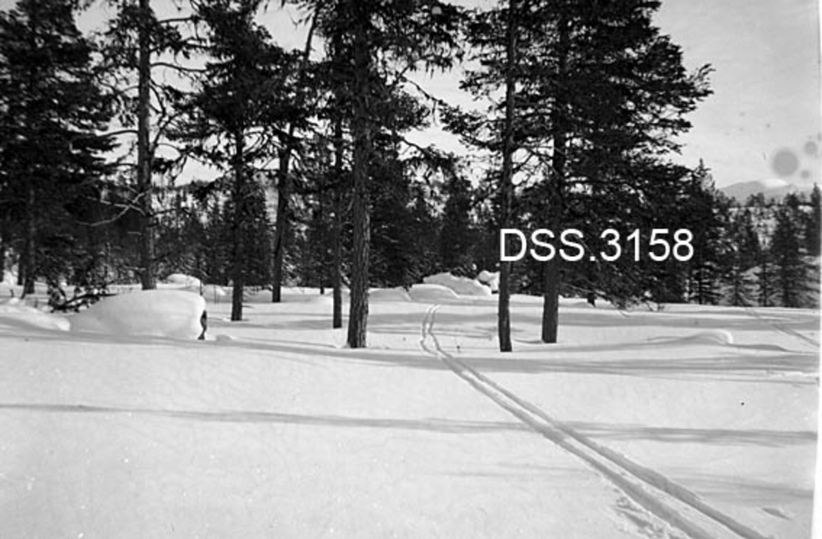 Vinterlandskap med skispor i åpen furuskog ved Sorken i Engerdal.  Av teksten på kartotekkortet framgår det at dette er området slik det så ut før det ble drevet en reinflokk til området for å tråkke snøen ned med henblikk på tømmerkjøring.  Jfr. DSS 3159. 