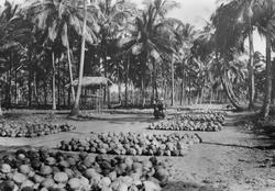 Mosambik 1914. Fra en av plantasjeselskapet Soc. du Madals k