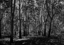 Fra en av URCELs plantasjer i Uganda. Gummitrær.