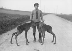 Gutt med elgkalver på veien i Bymarka.