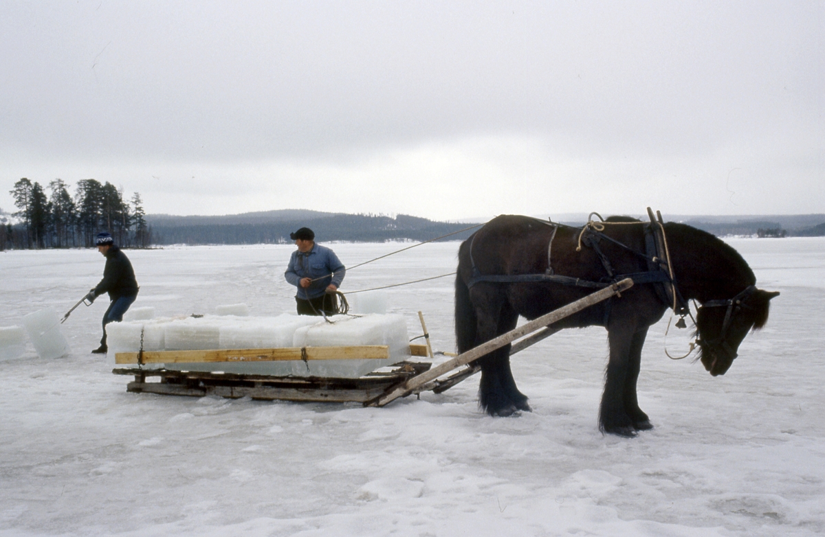 Isskjæring på Rokosjøen i Løten april 1982. Isblokk trekkes opp på sleden. Paul Nordvold holder hesten. Hestetransport. 