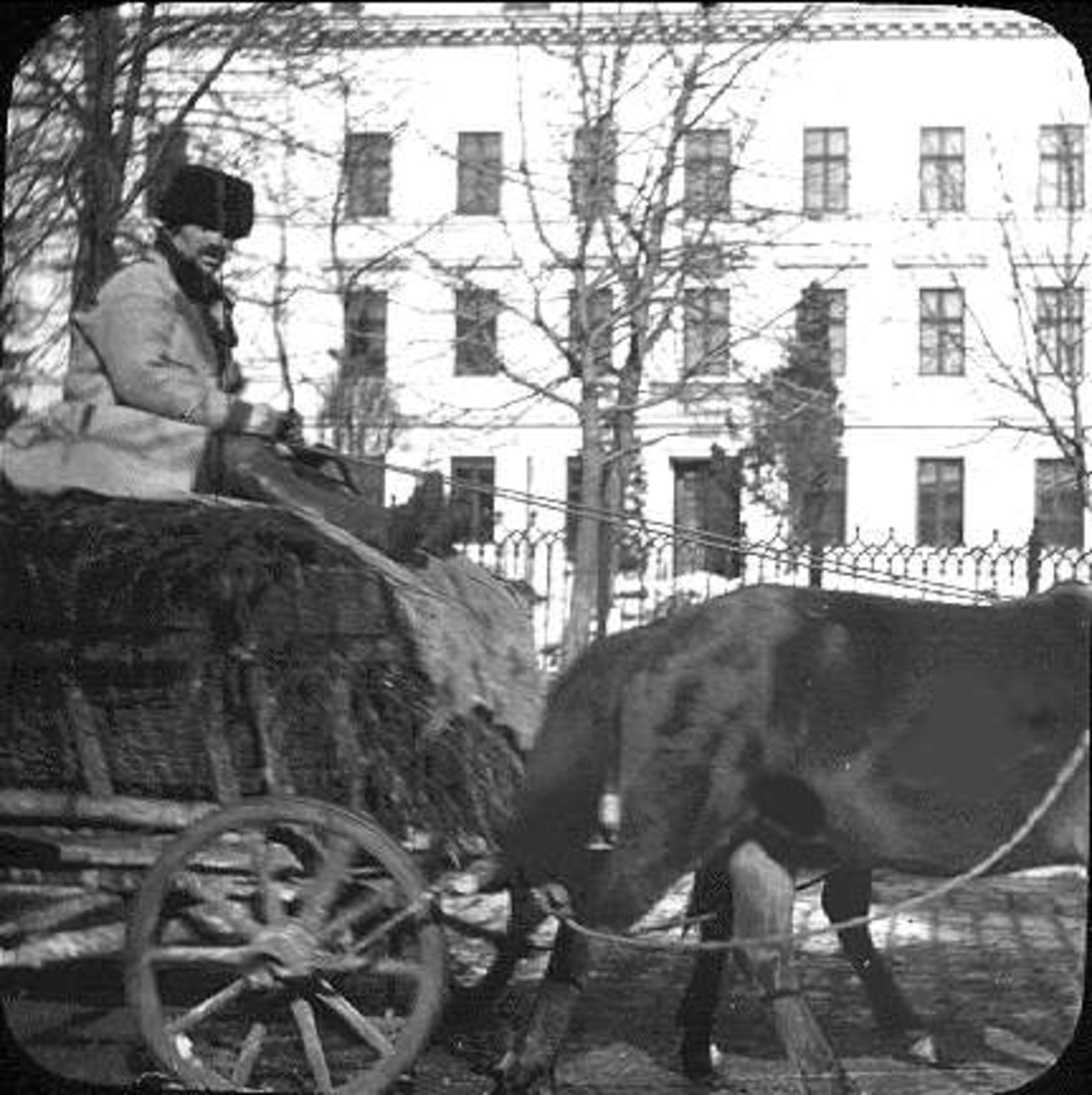 Bondhästen Konicki, Lemberg, Ukraina 1906