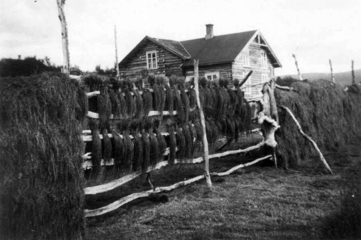 Sennegress til skotøy henger til tørk på stativ. I bakgrunnen et hus. Polmak 1933.