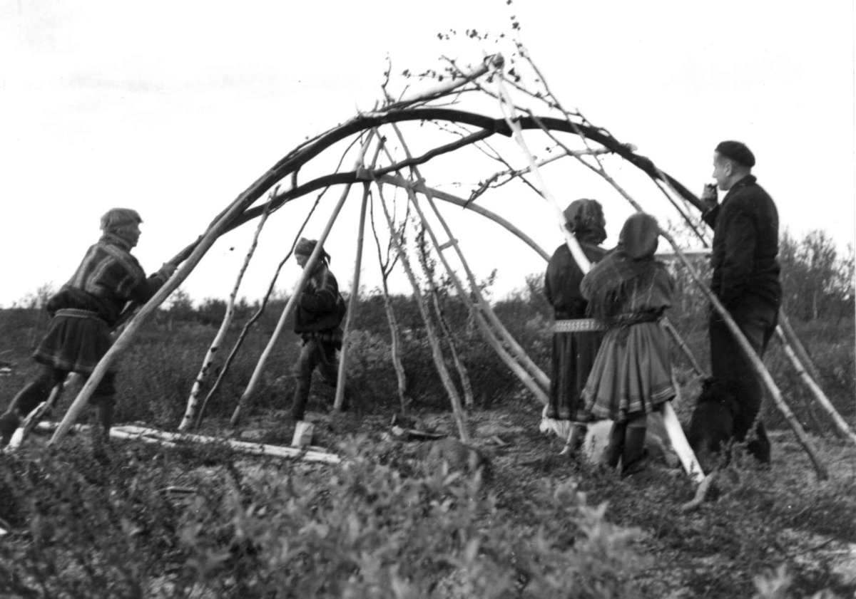Familiene Mikkel Nilsen Eira og Mathis Sara setter opp reisverket til teltet, en bælljekontruksjon.  Kautokeinoveien på Finnmarksvidda mellom Biggeluobbal og Masikrysset. 1956.
