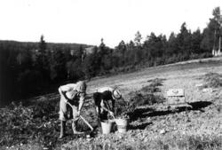 Skogheim gård, Frogn, Akershus, september 1939. Potetopptaki