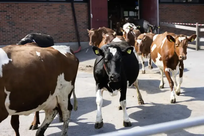 Kuslipp på Bygdø Kongsgård