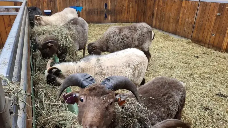 Spælsau i binge som spiser høy