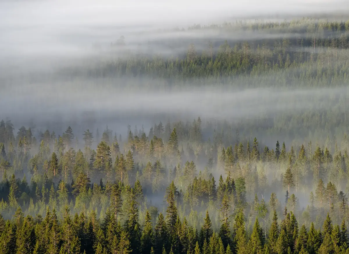 Skogkledd landskap med tåkedis