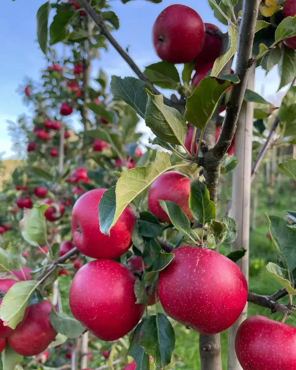Store, modne, røde epler på epletrær